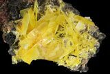 Yellow Wulfenite Crystal Cluster - Mexico #163157-1